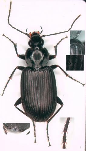 Réf. 252 408 : Agonum lugens